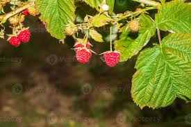 Attēlu rezultāti vaicājumam “Rubus idaeus fruit”