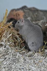 Image result for Gerbil