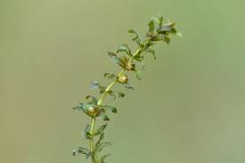 Attēlu rezultāti vaicājumam “Callitriche verna flower”