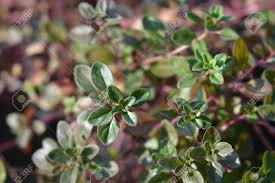 Attēlu rezultāti vaicājumam “Thymus vulgaris leaf”