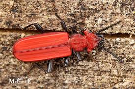 Attēlu rezultāti vaicājumam “Cucujus cinnaberinus”