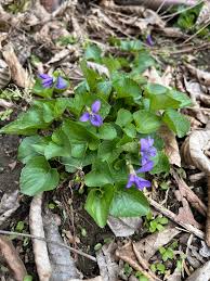 Attēlu rezultāti vaicājumam “Viola sororia”