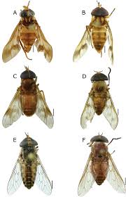 Attēlu rezultāti vaicājumam “Tabanidae”