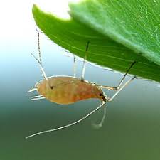 Attēlu rezultāti vaicājumam “Acyrthosiphon”