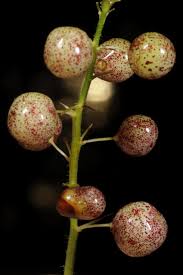 Attēlu rezultāti vaicājumam “Maianthemum bifolium fruit”