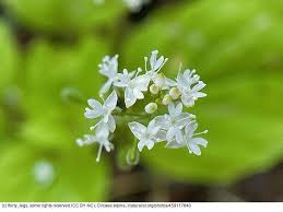 Attēlu rezultāti vaicājumam “Circaea alpina leaf”