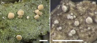 Attēlu rezultāti vaicājumam “Bacidia subincompta”