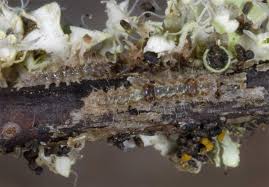 Attēlu rezultāti vaicājumam “Eilema sororcula”