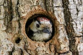 Attēlu rezultāti vaicājumam “Dendrocopos minor male”