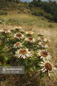 Attēlu rezultāti vaicājumam “Carlina vulgaris flower”
