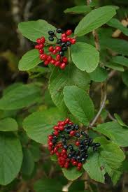 Attēlu rezultāti vaicājumam “Viburnum lantana”