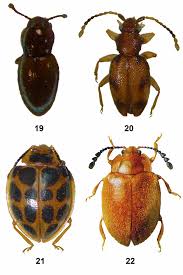 Attēlu rezultāti vaicājumam “Endomychidae”