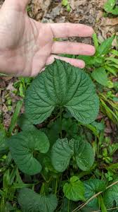 Attēlu rezultāti vaicājumam “Viola epipsila leaf”