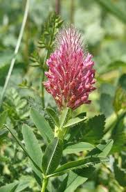 Attēlu rezultāti vaicājumam “Trifolium medium flower”