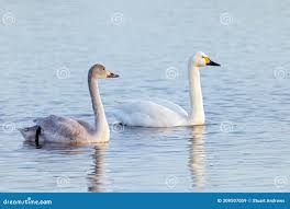 Attēlu rezultāti vaicājumam “Cygnus columbianus adult”