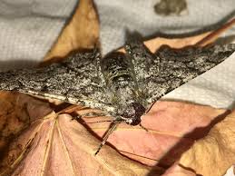 Attēlu rezultāti vaicājumam “Biston betularia”