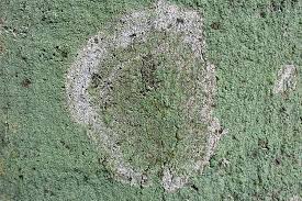 Attēlu rezultāti vaicājumam “Athelia arachnoidea”