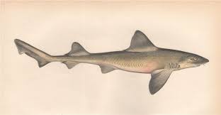 Image result for Mustelus asterias