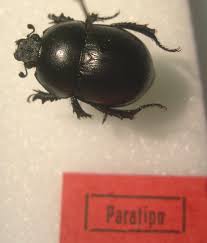 Attēlu rezultāti vaicājumam “Grynocharis oblonga”