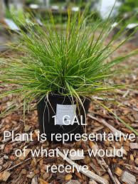 Attēlu rezultāti vaicājumam “Deschampsia cespitosa”