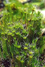 Attēlu rezultāti vaicājumam “Campylopus pyriformis sporophyte”