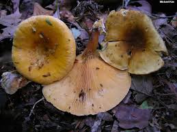 Attēlu rezultāti vaicājumam “Hygrophoropsis aurantiaca”