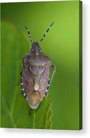 Attēlu rezultāti vaicājumam “Dolycoris baccarum”