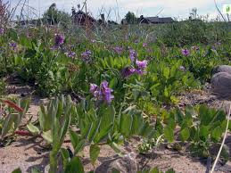 Attēlu rezultāti vaicājumam “Lathyrus japonicus subsp. maritimus fruit”