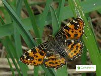 Attēlu rezultāti vaicājumam “Araschnia levana upperside”