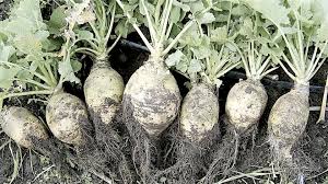 Attēlu rezultāti vaicājumam “Brassica napus fruit”