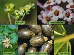 Attēlu rezultāti vaicājumam “Euphorbiaceae”