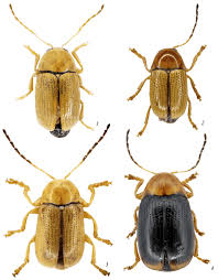 Attēlu rezultāti vaicājumam “Cryptocephalus pusillus”