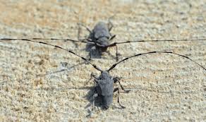 Attēlu rezultāti vaicājumam “Acanthocinus aedilis”