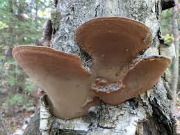 Attēlu rezultāti vaicājumam “Phellinus nigricans”