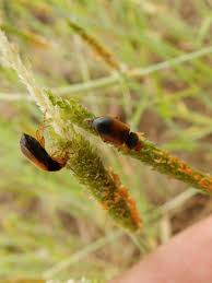 Attēlu rezultāti vaicājumam “Diachromus germanus”