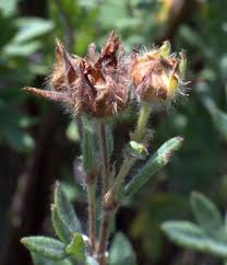 Attēlu rezultāti vaicājumam “Pentaphylloides fruticosa”