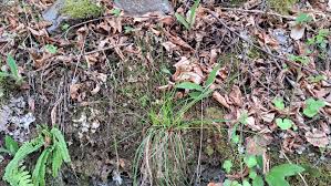 Attēlu rezultāti vaicājumam “Carex digitata leaf”