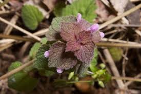Attēlu rezultāti vaicājumam “Lamium purpureum flower”