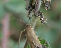 Attēlu rezultāti vaicājumam “Diurnea lipsiella male”