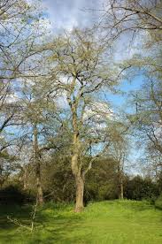 Attēlu rezultāti vaicājumam “Tilia platyphyllos Laciniata”