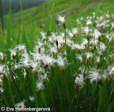 Attēlu rezultāti vaicājumam “Trichophorum alpinum fruit”