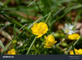 Attēlu rezultāti vaicājumam “Ranunculus bulbosus”