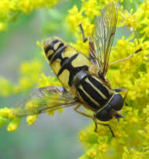 Attēlu rezultāti vaicājumam “Helophilus sp.”