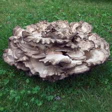 Attēlu rezultāti vaicājumam “Polypores”