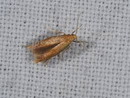 Attēlu rezultāti vaicājumam “Tischeria ekebladella”