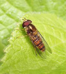 Attēlu rezultāti vaicājumam “Episyrphus balteatus”