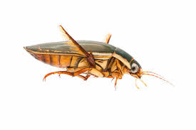 Attēlu rezultāti vaicājumam “Dytiscus dimidiatus”