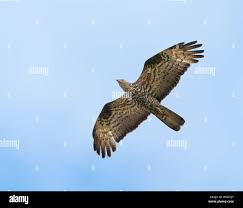 Attēlu rezultāti vaicājumam “Pernis apivorus adult”