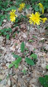 Attēlu rezultāti vaicājumam “Hieracium murorum bud”