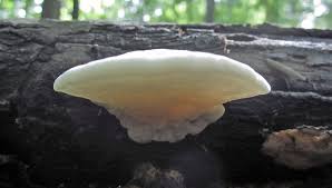 Attēlu rezultāti vaicājumam “Tyromyces chioneus”